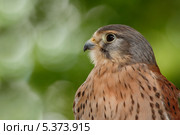 Обыкновенная пустельга (лат.Falco tinnunculus) Стоковое фото, фотограф Роман Рожков / Фотобанк Лори