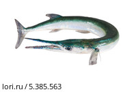 Сарган крокодиловый или Hound needlefish (Tylosurus crocodilus) крупнейший представитель саргановых, иногда его называют - сарган гигантский. Стоковое фото, фотограф Ирина Кожемякина / Фотобанк Лори