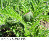 Бутон мака восточного (Papaver orientale) Стоковое фото, фотограф Заноза-Ру / Фотобанк Лори
