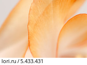 Цветок "декабриста"  (Schlumbergera truncata), фрагмент, макросьёмка. Стоковое фото, фотограф Александр Курлович / Фотобанк Лори