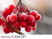 Ягоды калины зимой. Стоковое фото, фотограф Victoria Demidova / Фотобанк Лори
