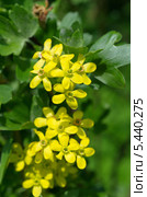 Цветущая смородина золотистая (лат. Ribes aureum) Стоковое фото, фотограф Елена Коромыслова / Фотобанк Лори