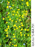 Лапчатка семилисточковая ( Potentilla), дикорастущие растения Сибири. Стоковое фото, фотограф Евгений Мухортов / Фотобанк Лори