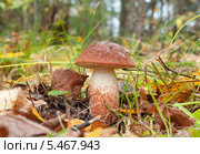 Подосиновик красный (лат. Leccinum aurantiacum). Съедобный гриб. Стоковое фото, фотограф Alexander Mirt / Фотобанк Лори