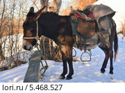 Навьюченный осел на привязи. Стоковое фото, фотограф александр жарников / Фотобанк Лори