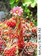 Молодило,  живучка,каменная роза (Sempervivum) — род растений семейства Толстянковые. Соцветие. Стоковое фото, фотограф Евгений Мухортов / Фотобанк Лори