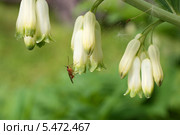 Колокольчики купены (Купена многоцветковая,Polygonatum multiflorum). Муха скорпионница на цветке (Mecoptera) Стоковое фото, фотограф Щеголева Ольга / Фотобанк Лори
