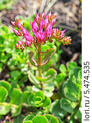 Седум супротиволистный (Sedum oppositifolium Sims).Розовое соцветие. Стоковое фото, фотограф Евгений Мухортов / Фотобанк Лори