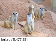 Сурикат, или суриката (лат. Suricata suricatta) Стоковое фото, фотограф Григорий Писоцкий / Фотобанк Лори