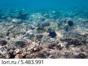 Стайка рыб с камуфляжной окраской на морском дне. Стоковое фото, фотограф Игорь Дашко / Фотобанк Лори