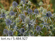 Цветущий синеголовник (лат. Eryngium) Стоковое фото, фотограф lana1501 / Фотобанк Лори