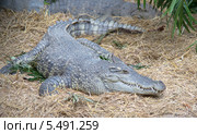 Сиамский крокодил  (Crocodylus siamensis) в зоопарке Чиангмая. Таиланд (2014 год). Стоковое фото, фотограф Виктор Карасев / Фотобанк Лори