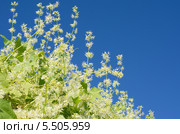 Эхиноцистис лопастный, колючеплодник лопастный (лат. Echinocystis lobata) на фоне голубого неба. Стоковое фото, фотограф Елена Коромыслова / Фотобанк Лори