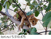 Котенок слезает с дерева. Стоковое фото, фотограф Irina Opachevsky / Фотобанк Лори
