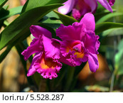 Каттлея (лат. Cattleya) Стоковое фото, фотограф Григорий Писоцкий / Фотобанк Лори
