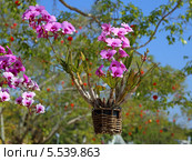 Дендробиум-фаленопсис (лат. Dendrobium phalaenopsis) в плетенном кашпо на территории китайского храма Вихарнра Сиен (Wat Viharnra Sien) в Паттайе. Стоковое фото, фотограф Григорий Писоцкий / Фотобанк Лори