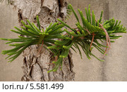 Араукария (Araucaria) Стоковое фото, фотограф Илюхина Наталья / Фотобанк Лори