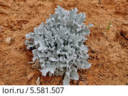 Цинерария приморская, или крестовник приморский (Cineraria Maritima Cirrus) Стоковое фото, фотограф Илюхина Наталья / Фотобанк Лори