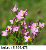 Золототысячник обыкновенный (лат. Centaurium) Стоковое фото, фотограф Елена Коромыслова / Фотобанк Лори