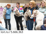 Международная выставка  кошек "Кэтсбург" в Крокус Экспо, Москва (2014 год). Редакционное фото, фотограф Володина Ольга / Фотобанк Лори