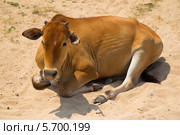 Рыжая корова лежит на песке. Стоковое фото, фотограф Ekaterina Andreeva / Фотобанк Лори