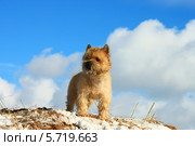 Керн-терьер на фоне голубого неба. Стоковое фото, фотограф Елена Кутепова / Фотобанк Лори