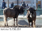 Гну белохвостый (Connochaetes gnou) Стоковое фото, фотограф Дмитрий Неумоин / Фотобанк Лори