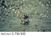 Краб поднял клешни. Стоковое фото, фотограф David Abrams / Фотобанк Лори