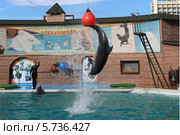 Дельфинарий "Акватория", Адлерский район, Сочи (2014 год). Редакционное фото, фотограф Алексей Гусев / Фотобанк Лори