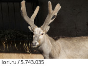 Олень Давида, или Милу (лат. Elaphurus davidianus) на темном фоне (2014 год). Редакционное фото, фотограф Дмитрий Неумоин / Фотобанк Лори