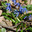 Первоцветы Украины - пролески (Scilla bifolia) Стоковое фото, фотограф Паровышник Наталья / Фотобанк Лори