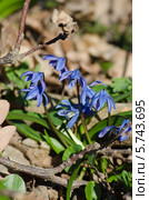 Первоцветы Украины - пролески (Scilla bifolia) Стоковое фото, фотограф Паровышник Наталья / Фотобанк Лори