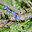 Первоцветы Украины - пролески (Scilla bifolia) Стоковое фото, фотограф Паровышник Наталья / Фотобанк Лори