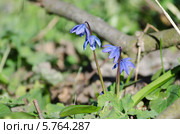 Первоцветы Украины - пролески (Scilla bifolia) Стоковое фото, фотограф Паровышник Наталья / Фотобанк Лори
