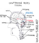 Рисунок: сагиттальный разрез головы человека. Стоковая иллюстрация, иллюстратор Агата Терентьева / Фотобанк Лори