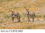 Ослики (Equus asinus) на Сокотре в дикой природе (2014 год). Стоковое фото, фотограф Овчинникова Ирина / Фотобанк Лори
