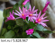 Розовые цветы зигокактуса, крупный план. Стоковое фото, фотограф Argument / Фотобанк Лори