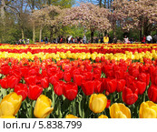 Цветение тюльпанов в парке Keukenhof, Нидерланды (2014 год). Редакционное фото, фотограф Эльвира Ковригина / Фотобанк Лори