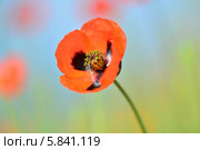 Мак (лат. Papáver) Стоковое фото, фотограф Игорь Архипов / Фотобанк Лори