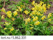 Примула весенняя (Primula veris) Стоковое фото, фотограф Наталья Волкова / Фотобанк Лори