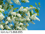 Цветущая черёмуха (лат. Prunus padus) на фоне голубого неба. Стоковое фото, фотограф Svet / Фотобанк Лори