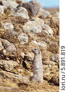 Суслик (лат. Spermophilus или Citellus) стоит "столбиком" весенним солнечным днем. Стоковое фото, фотограф Виктория Катьянова / Фотобанк Лори