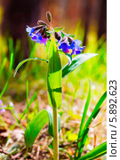 Медуница мягчайшая  ( Pulmonaria mollis ). Одиночное соцветие на солнечной поляне в лесу. Лекарственные растения Сибири. Стоковое фото, фотограф Евгений Мухортов / Фотобанк Лори