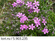 Флокс шиловидный (лат. Phlox subulata) Стоковое фото, фотограф Елена Коромыслова / Фотобанк Лори