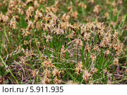 Осока дернистая (Carex cespitosa) — многолетнее травянистое растение. Поляна заросшая цветущей осокой. Дикорастущие растения Сибири. Стоковое фото, фотограф Евгений Мухортов / Фотобанк Лори