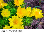 Адонис (Adonis) — род растений семейства Лютиковые (Ranunculaceae). Цветущий куст. Стоковое фото, фотограф Евгений Мухортов / Фотобанк Лори