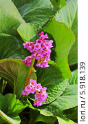 Бадан (лат. Bergenia) — род многолетних растений семейства Камнеломковые (Saxifragaceae). Соцветия на фоне листьев. Стоковое фото, фотограф Евгений Мухортов / Фотобанк Лори