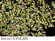 Ряска (Lеmna) — род цветковых однодольных растений семейства Ароидные (Araceae). Лекарственные растения Сибири. Стоковое фото, фотограф Евгений Мухортов / Фотобанк Лори