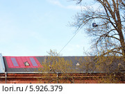 Кеды на проводах. Стоковое фото, фотограф Александр Филитарин / Фотобанк Лори