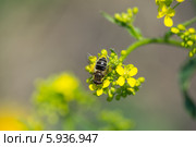 Пчела на цветке. Стоковое фото, фотограф Максим Калмыков / Фотобанк Лори